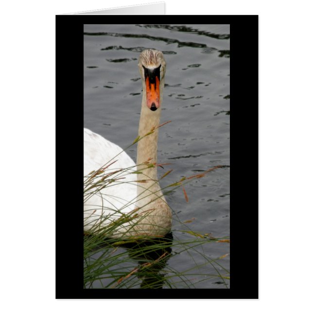Cygne avec des roseaux (Devant)