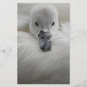 Cygne, Belles Plumes Blanches, Beauté Confort