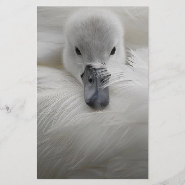 Cygne, Belles Plumes Blanches, Beauté Confort (Devant)