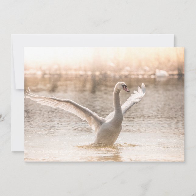 Cygne blanc pendant la carte Sunrise (Devant)