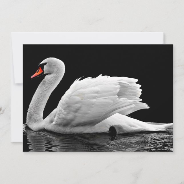 Cygne blanc sur le lac (Devant)
