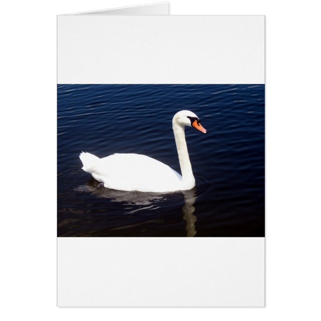 Cygne blanc sur les eaux tranquilles (Devant)
