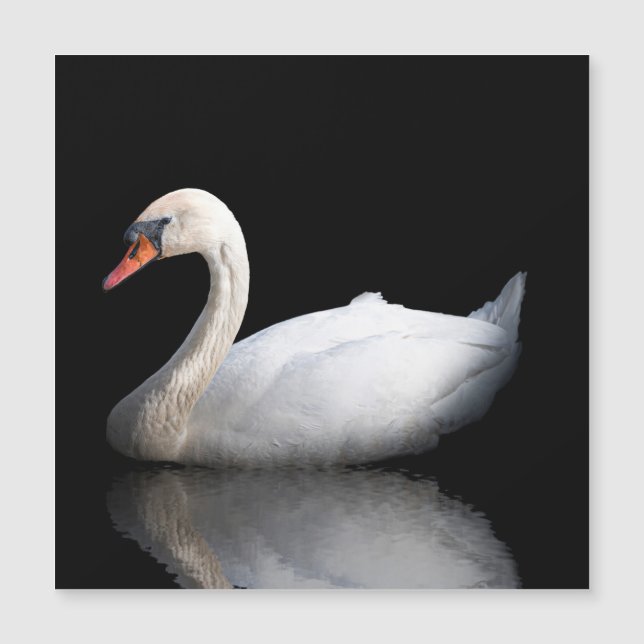 Cygne blanc sur noir (Devant)
