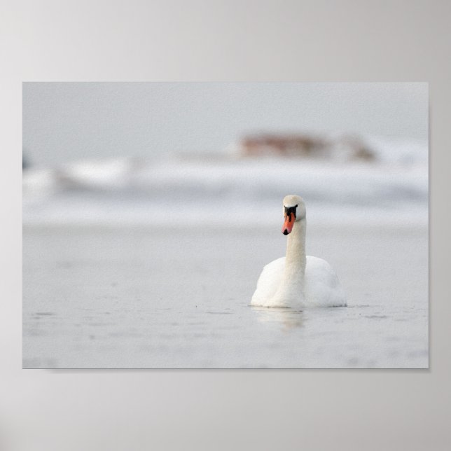 Cygne dans un paysage marin gelé poster (Devant)