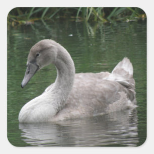 Cygne gracieux sur les stickers de l'eau