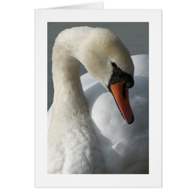 Cygne (grande frontière) (Devant)
