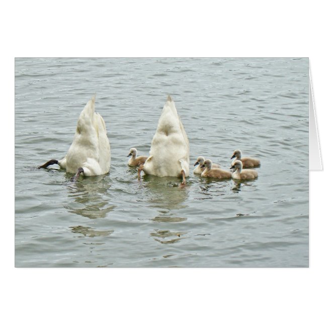 Cygne muet Famly (Devant horizontal)
