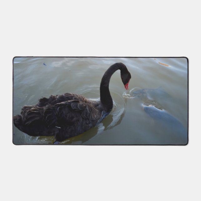Cygne Noir Observant Des Poissons Géants Dans La R (Recto)