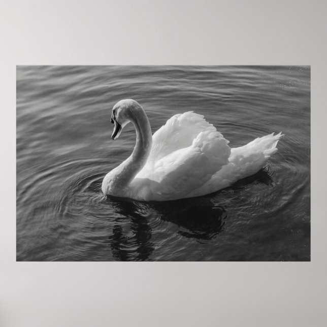 Cygne. Poster de B&W Roath Park Lake, Cardiff, Pay (Devant)