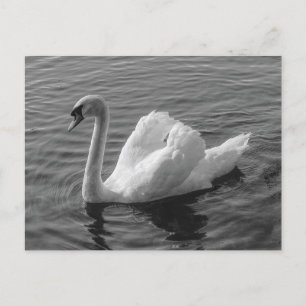 Cygne. Roath Park Lake, Cardiff, Wales B&W Carte p