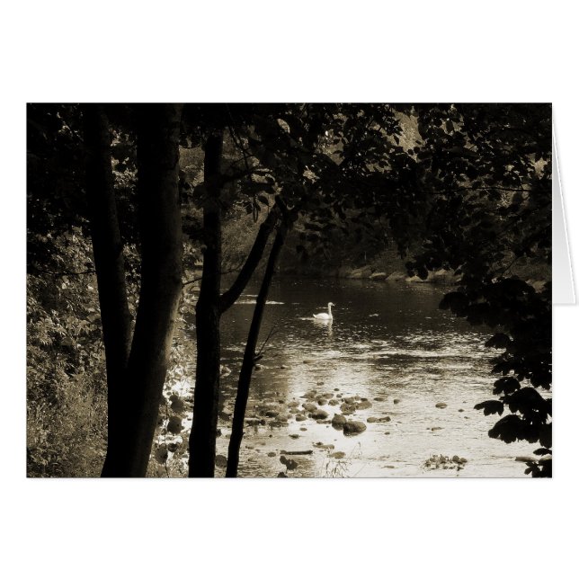 Cygne sur la rivière (Devant horizontal)
