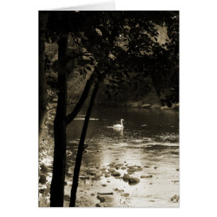 Cygne sur la rivière - Vertical.