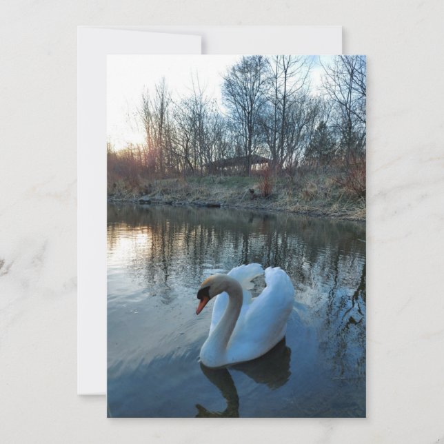 Cygne sur le lac au coucher du soleil (Devant)