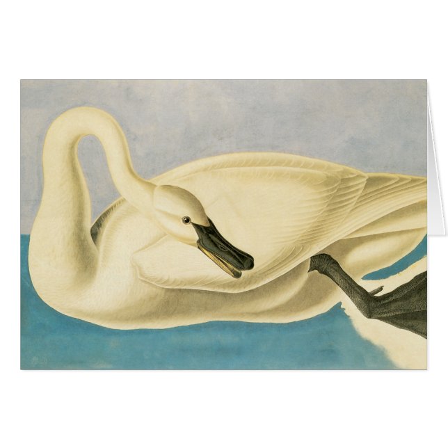 Cygne trompette par John James Audubon, Oiseau Vin (Devant horizontal)