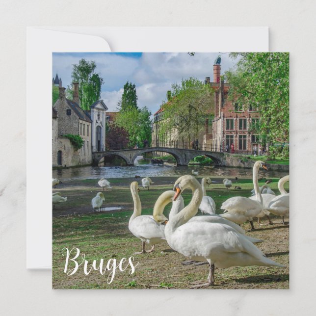 Cygnes blancs à Bruges (Devant)