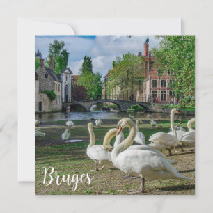 Cygnes blancs à Bruges