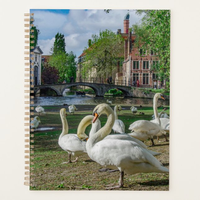 Cygnes blancs à Bruges (Devant)