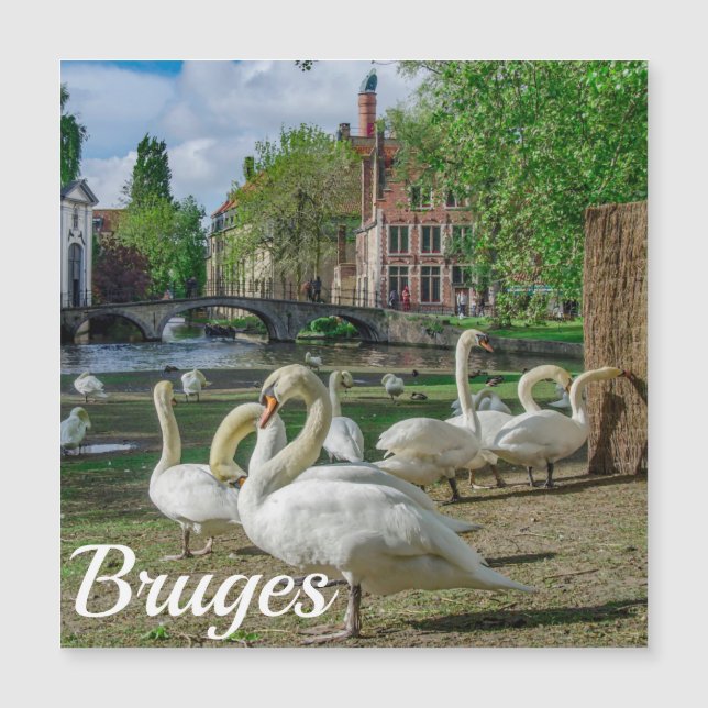 Cygnes blancs dans le centre de Bruges Magnet (Devant)