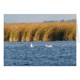 Cygnes de toundra