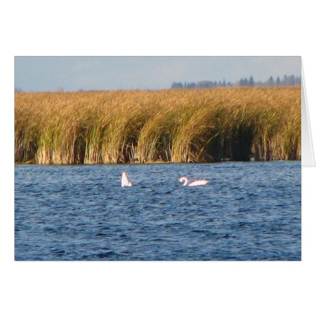 Cygnes de toundra (Devant horizontal)