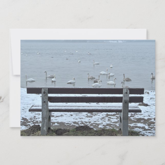 Cygnes, lac et banc - invitation (Devant)