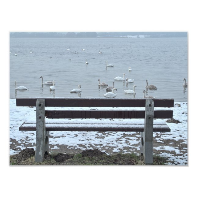 Cygnes, lac et banc - photo (Devant)