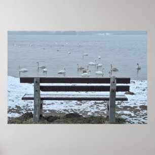 Cygnes, lac et banquette - affiche