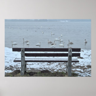 Cygnes, lac et banquette - affiche