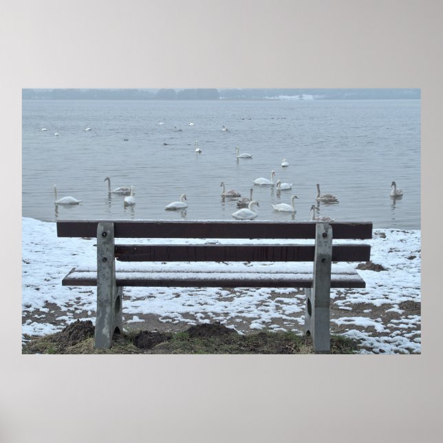 Cygnes, lac et banquette - affiche (Devant)