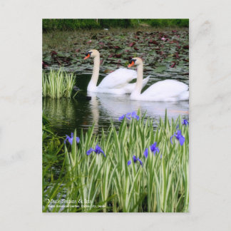 Cygnes muets & Iris : Carte postale