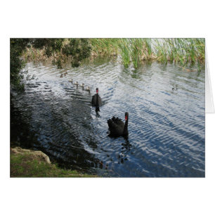 Cygnes noirs, Perth