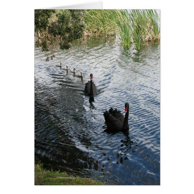 Cygnes noirs, Perth (Devant)