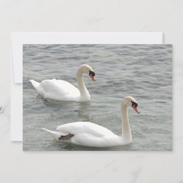 Cygnes sur carte de lac (Devant)