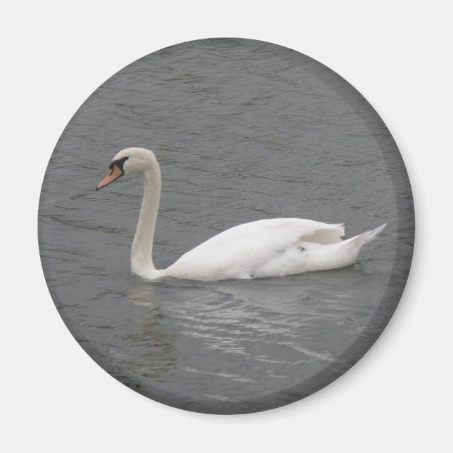 Cygnes sur le fleuve Magnet (Devant)