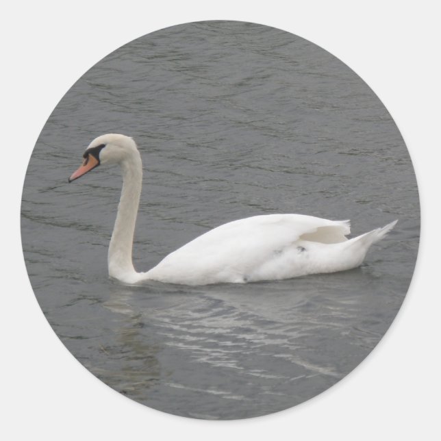 Cygnes sur les stickers fluviaux (Devant)