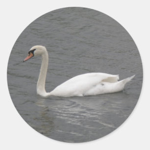 Cygnes sur les stickers fluviaux