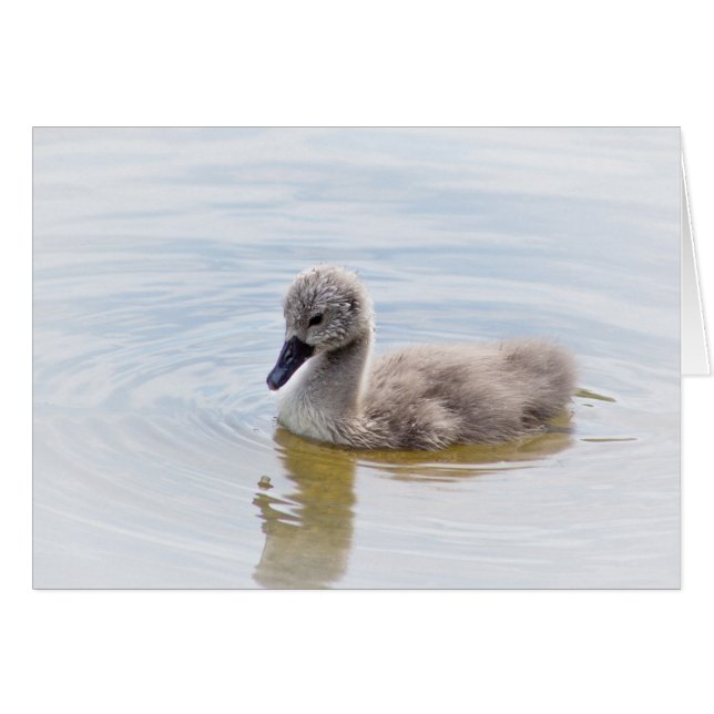 Cygnet (Devant horizontal)