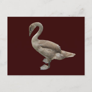 Cygnet ~ carte postale