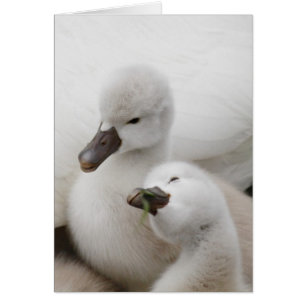 Cygnets de cygne muet