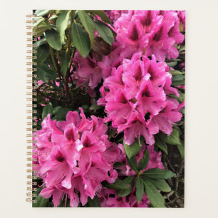 Cynthia Rhododendrons, Oregon