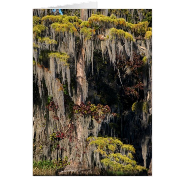 Cyprès de Pond dans un marais inondé (Devant)