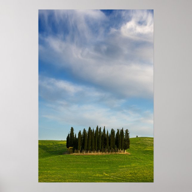 Cyprès en Toscane affiche verticale (Devant)