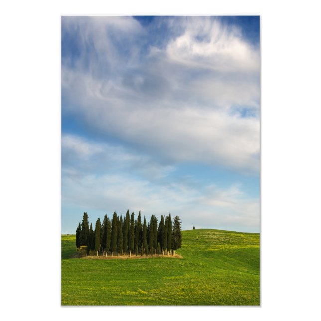 Cyprès en Toscane tirage photo verticale (Devant)