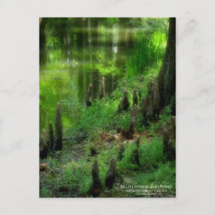 Cypress et étang : carte postale