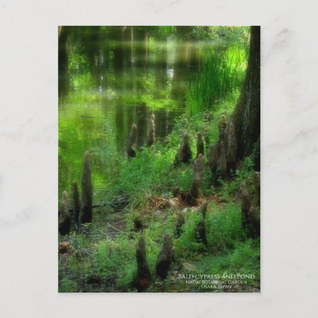 Cypress et étang : carte postale (Devant)
