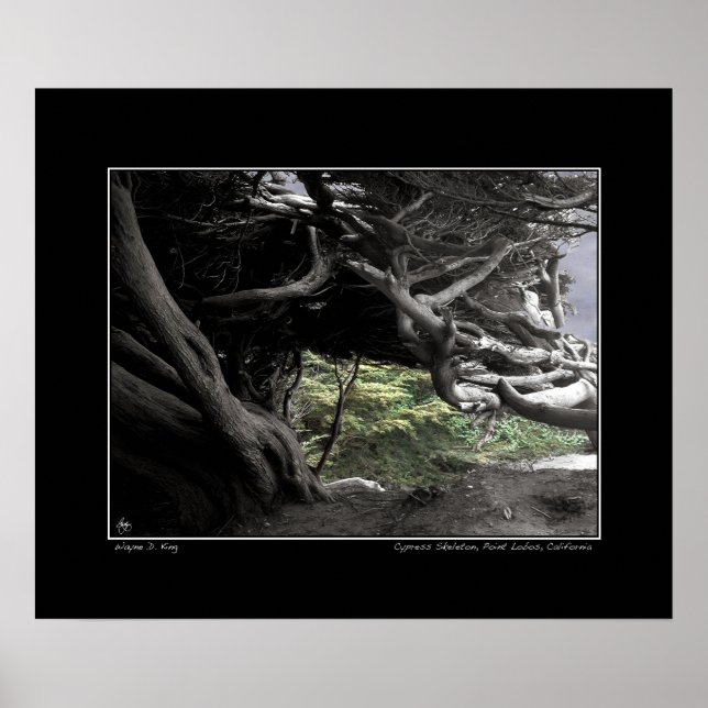 Cypress Skeleton - Poster (Devant)