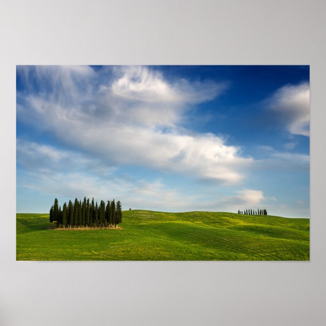 Cypress trees in Tuscany poster (Devant)