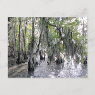 Cypress Trees sur le lac Phelps NC Carte postale