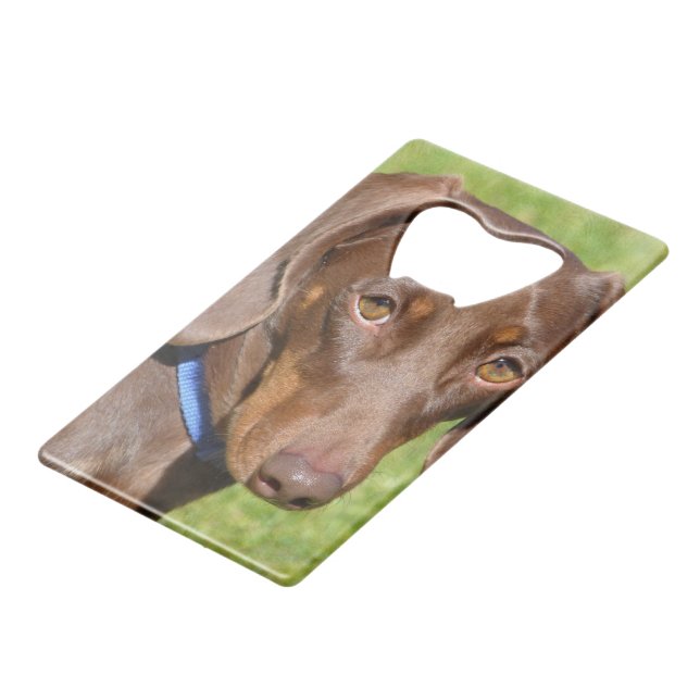 Dachshund (Devant Angle)