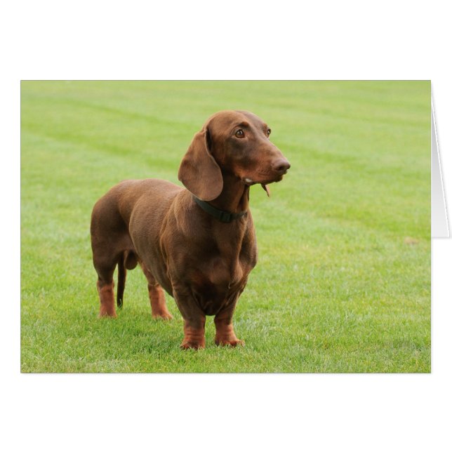 Dachshund (Devant horizontal)